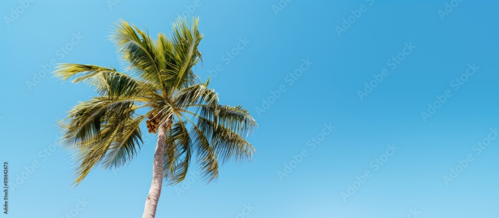 Poster A palm tree stands gracefully against a backdrop of a vibrant blue sky leaving ample space for adding an image