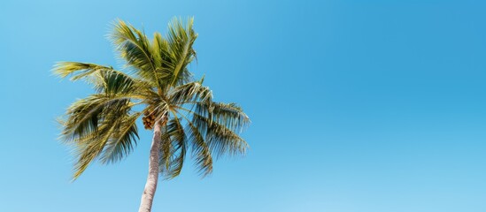 A palm tree stands gracefully against a backdrop of a vibrant blue sky leaving ample space for adding an image