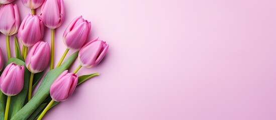 Flat lay image of gorgeous pink spring tulips against a lilac backdrop with copy space available for adding text