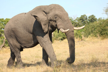 Obraz premium Afrikanischer Elefant / African elephant / Loxodonta africana