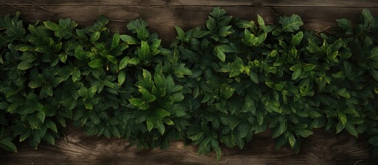A copy space image showcasing a foliage covered wooden surface from a bird s eye perspective
