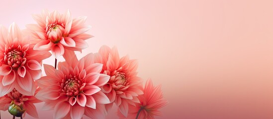 Dahlia flowers on a pink coral gradient floral background with ample copy space image