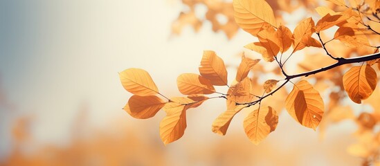 Autumn time a season characterized by falling leaves cool temperatures and earthy colors is perfect for capturing a copy space image
