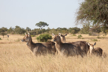 Wasserbock / Waterbuck / Kobus ellipsiprymnus..