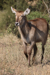 Wasserbock / Waterbuck / Kobus ellipsiprymnus