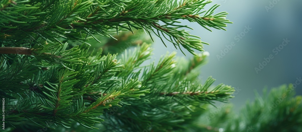 Aufkleber close up of prickly juniper branches on a green natural background showcasing the texture of the tre