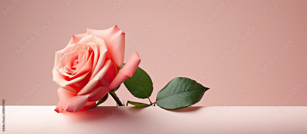 Aufkleber An artificial rose placed on a background with empty space for an image. with copy space image. Place for adding text or design