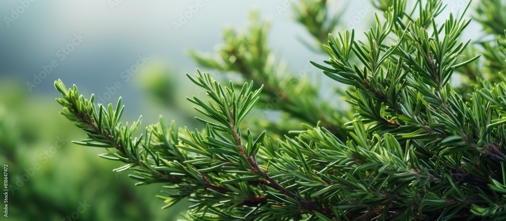 Aufkleber close up of prickly juniper branches on a green natural background showcasing the texture of the tre