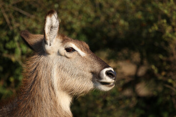 Wasserbock / Waterbuck / Kobus ellipsiprymnus