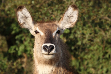 Wasserbock / Waterbuck / Kobus ellipsiprymnus