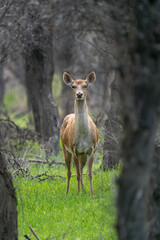 Bactrian deer (Cervus hanglu bactrianus), is a lowland subspecies of Central Asian red deer native...