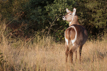 Wasserbock / Waterbuck / Kobus ellipsiprymnus