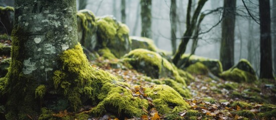 In the forest during winter a tree is adorned with yellow and green moss creating a visually captivating copy space image
