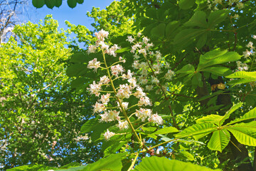 chestnut flowers on a branch