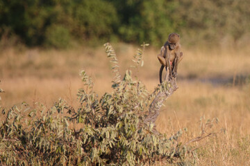 Fototapeta premium Bärenpavian / Chacma baboon / Papio ursinus
