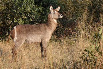 Wasserbock / Waterbuck / Kobus ellipsiprymnus