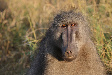 Bärenpavian / Chacma baboon / Papio ursinus