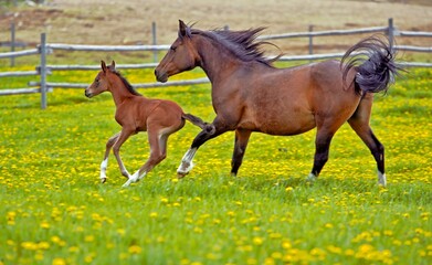 Fototapeta premium Beautiful Arabian Mare and Foal galloping together at spring pasture, green grass and yellow flowers.