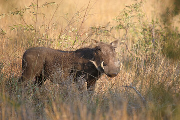 Warzenschwein / Warthog / Phacochoerus africanus