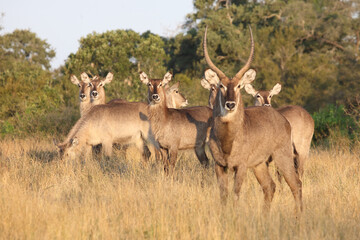 Wasserbock / Waterbuck / Kobus ellipsiprymnus