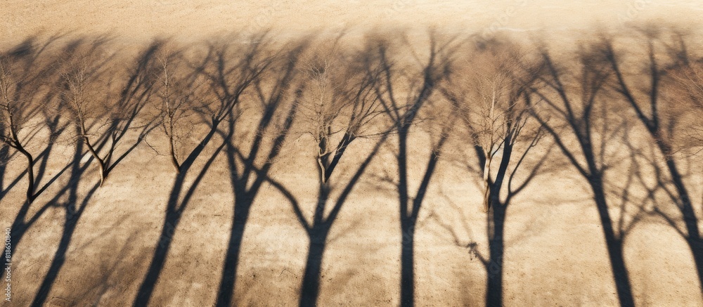 Poster Aerial view of barren trees casting long shadows on the ground during spring Ideal for copy space image