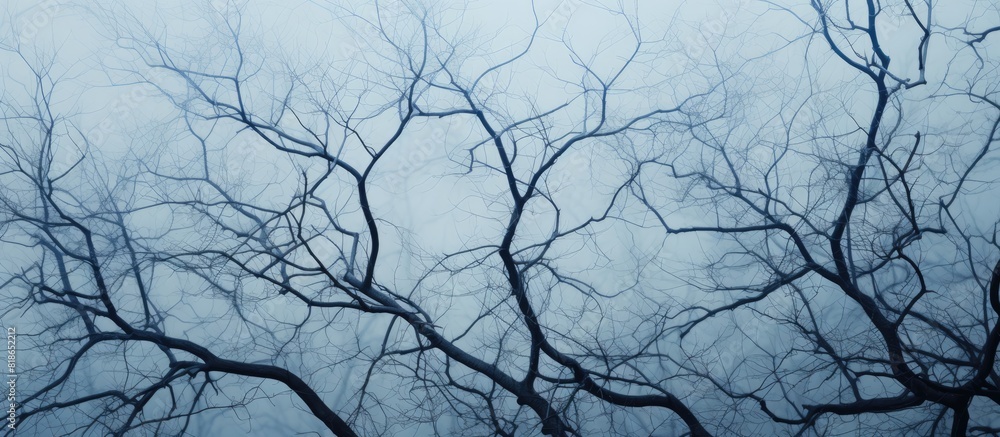 Fototapete The tree s branches extend out creating patterns against a daytime background providing the perfect copy space image