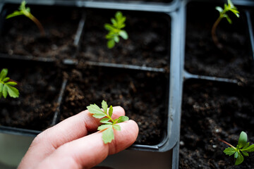 Closeup of a hand caring for a young seedling in a tray of soil, embodying the essence of gardening...