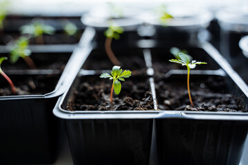 Young seedlings thriving in individual pots in a greenhouse setting, showing early stage plant growth. Carefully nurtured for optimal development in gardening horticulture