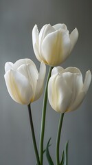 Elegant White Tulips in Bloom