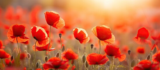 Naklejka premium Summer flowers in a poppy field with a close up of vibrant red poppies illuminated by sunlight creating a natural background Perfect for a copy space image