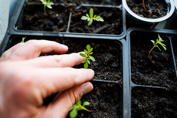 Closeup gardening involves hand planting seedlings in a seed tray for nurturing indoor growth. This...