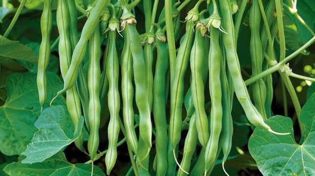 Fresh common bean Phaseolus vulgaris vegetables hanging on branches of green organic farm plant.