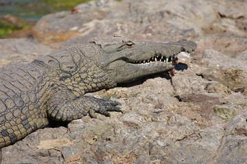 Nilkrokodil / Nile crocodile / Crocodylus niloticus.