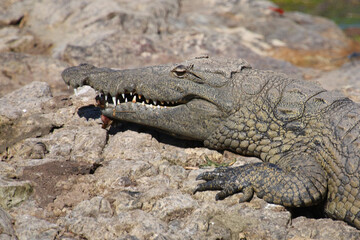 Nilkrokodil / Nile crocodile / Crocodylus niloticus.