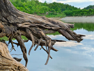 close up of dead tree roots on the shore of the lake