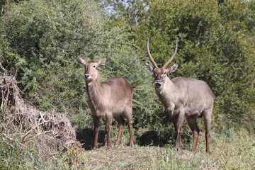 Obraz premium Wasserbock / Waterbuck / Kobus ellipsiprymnus
