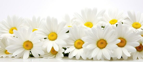 White background copy space image with close up view of daisies allowing room for text © vxnaghiyev