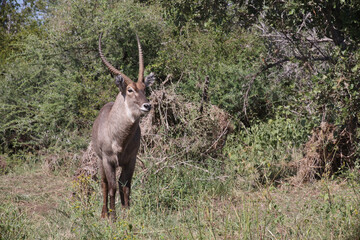 Wasserbock / Waterbuck / Kobus ellipsiprymnus