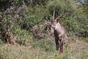 Wasserbock / Waterbuck / Kobus ellipsiprymnus