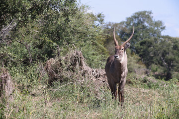 Wasserbock / Waterbuck / Kobus ellipsiprymnus