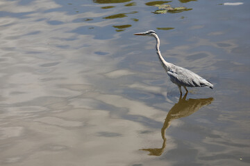 Afrikanischer Graureiher / Grey heron / Ardea cinerea