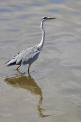 Afrikanischer Graureiher / Grey heron / Ardea cinerea