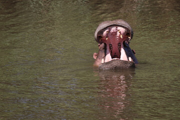 Flu&szlig;pferd / Hippopotamus / Hippopotamus amphibius..