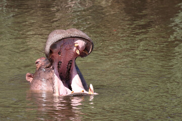 Fototapeta premium Flußpferd / Hippopotamus / Hippopotamus amphibius..