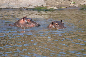 Flußpferd / Hippopotamus / Hippopotamus amphibius