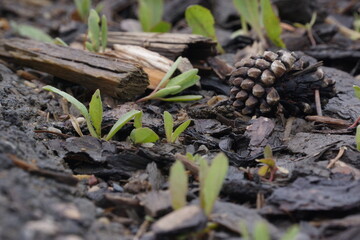 Macro of small pinecone on wet ground with green small weeds