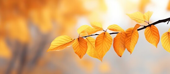 Leaves of cherry trees in autumn with copy space image