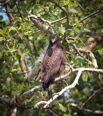 Crested serpent eagle in Sundarbans.this photo was taken from Sundarbans National Park,Bangladesh.