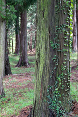 Path in the forest, Japan near mount Fuji