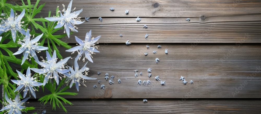 Poster copy space image of giant squill and leaf measles against a rustic wood background